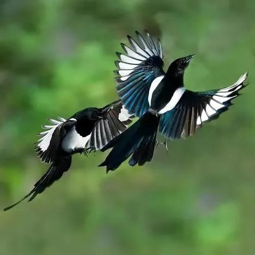 分享圖片&mdash;&mdash;喜鵲報喜鳥，喜事來咱家