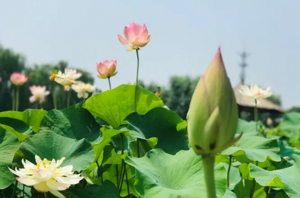 燈火、長街，讓你說不出的家鄉美