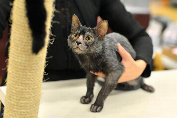 這幾種貓“太貴”了，沒錢根本養不起，能養的都不是普通人