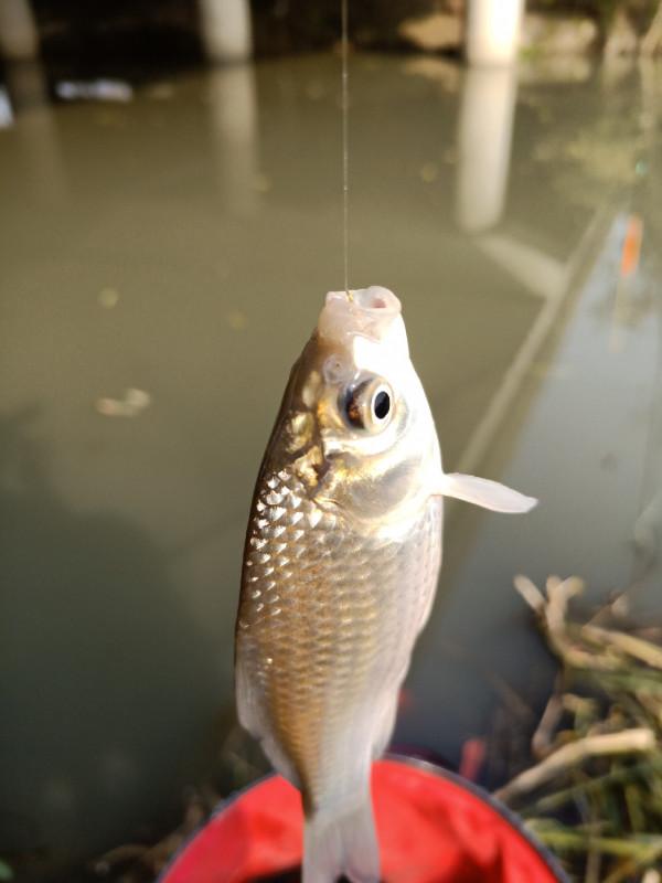 流水釣跑鉛，野釣也能體驗爆連