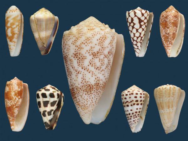 介紹幾種“毒物殺手”