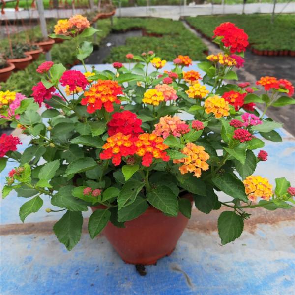 九種洋氣花，名字很“難聽”，建議別嫌棄，養好了也能美出天際