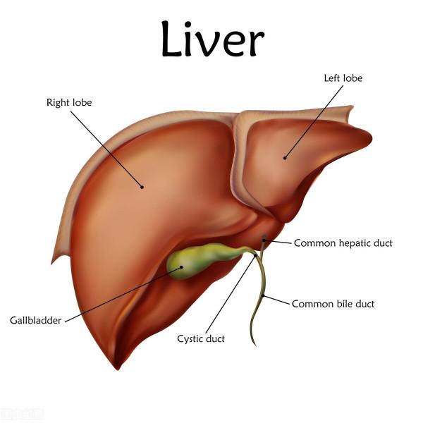 如果出現這幾個表現，那麼你可能得了乙型肝炎