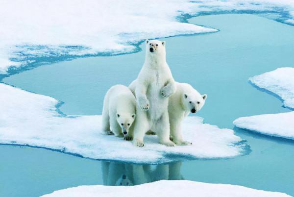 北極確定38度高溫！喜馬拉雅冰川傳來壞訊息，或影響數百萬人？