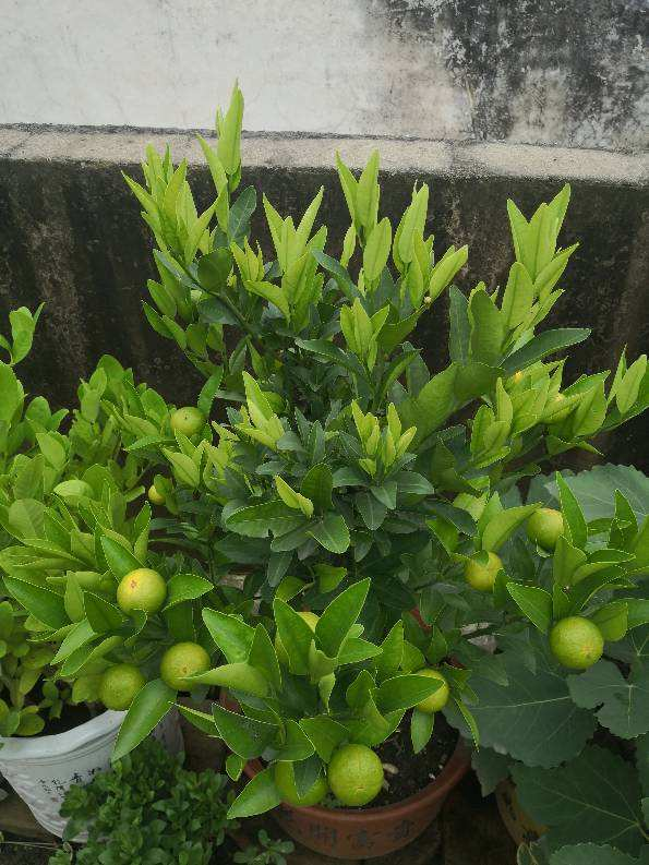 快過年了，家裡養盆金燦燦的桔子樹，吉祥又喜慶