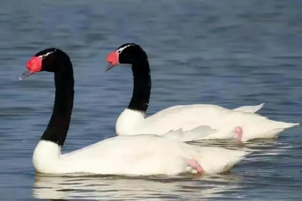 分享圖片心心相惜，不離不棄的鳥精靈