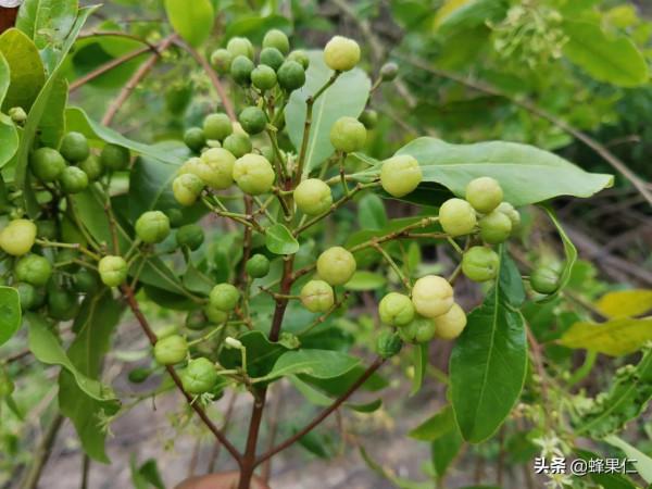 農村這25種能吃的野果都是童年的回憶,現在越來越少你還記得嗎? 農村這25種能吃的野果都是童年的回憶,現在越來越少你還記得嗎?