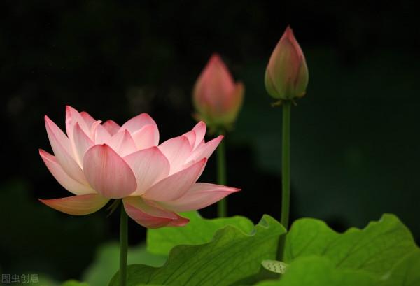 人生有一種內在動力，不是名利，不是金錢驅使，而是文化