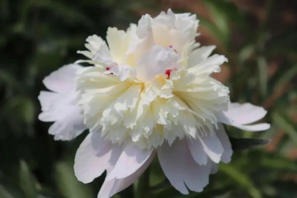 注意，芍藥一年種一次，晚了全年不開花