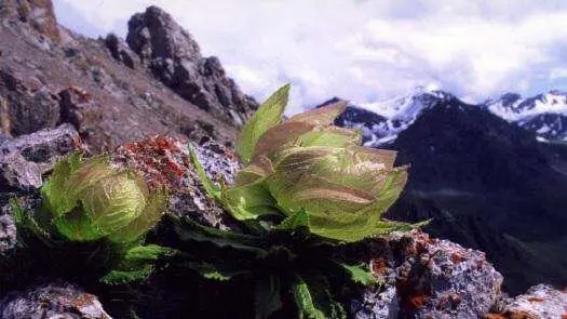 天山最高峰：托木爾峰