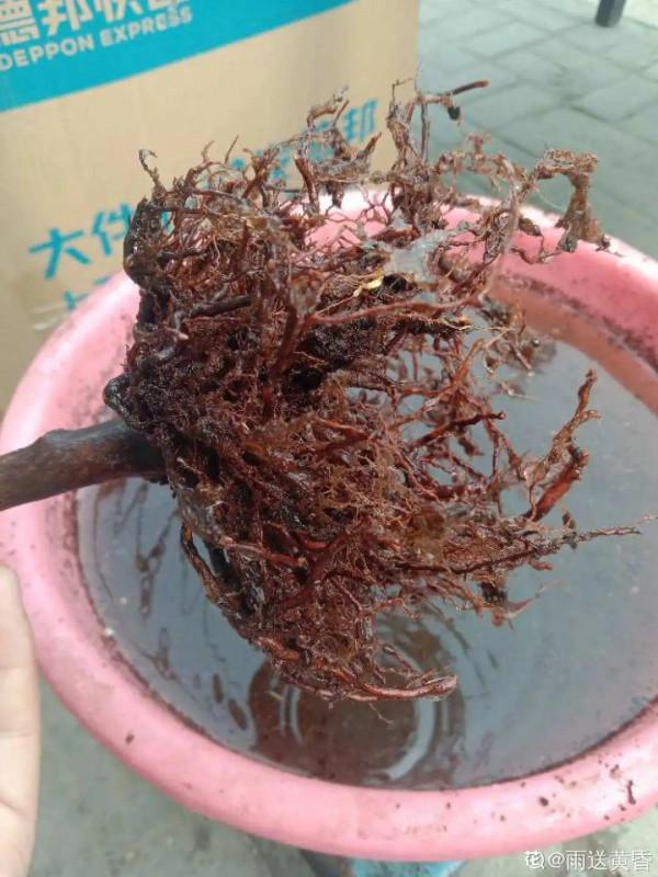 黃葉、落葉、爛根…夏天的杜鵑,太難養了 黃葉、落葉、爛根…夏天的杜鵑,太難養了