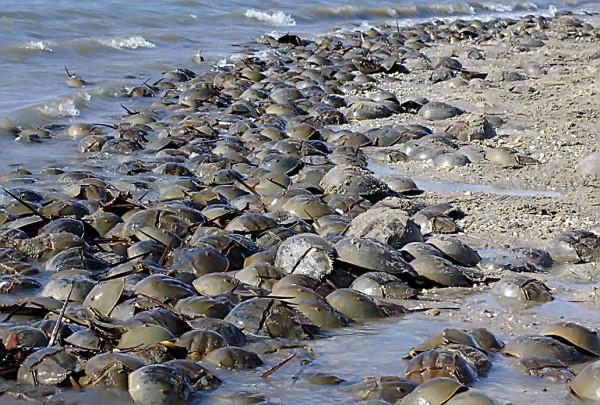 每升10萬！活了4.5億年的動物被人類瘋狂抽血，每年死亡11萬隻