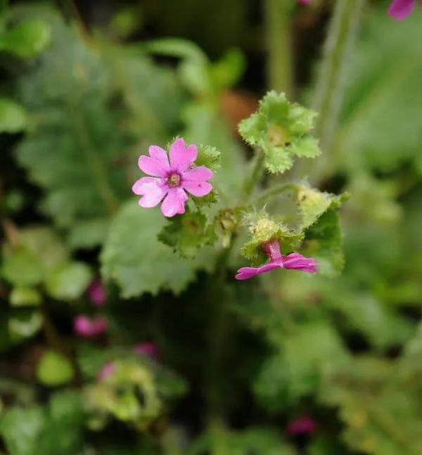 捧花的人 比花更生動,晚安 捧花的人 比花更生動,晚安