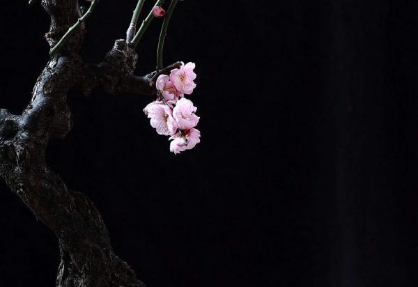 散文|葉 梅:江南梅花三品 散文|葉 梅:江南梅花三品