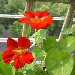 分享旱金蓮 花葉有極高觀賞價值全顆可以入藥 深受大家喜愛