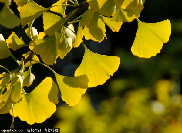 金秋穿越古今時光,來京城這些小眾“古”博物館漲知識~ 金秋穿越古今時光,來京城這些小眾“古”博物館漲知識~