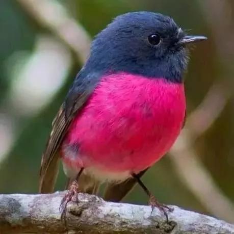 鳥的世界 鳥的天堂