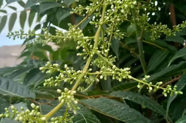 為何有人在農村收香椿籽？5個用途，其一可解決一些男女煩惱問題