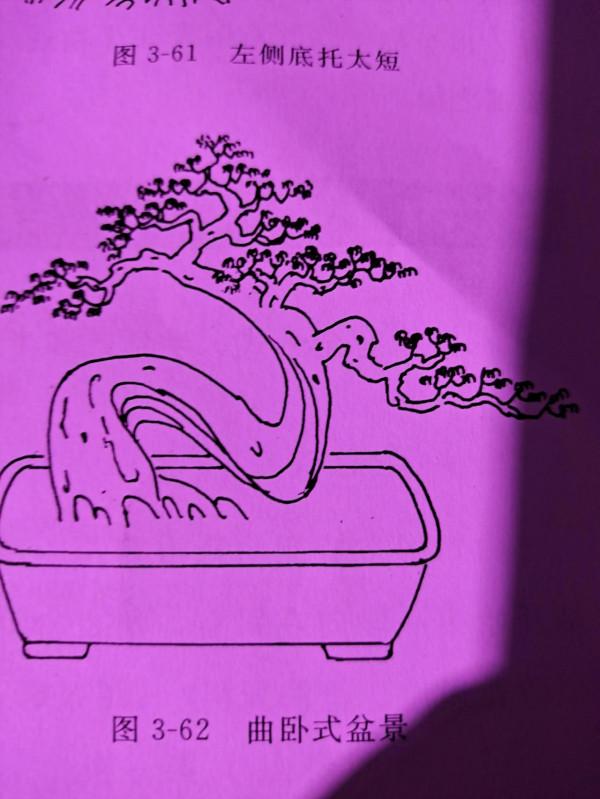 臥幹型盆景樁材如何造型?跟三水哥一起學盆景知識第十一期 臥幹型盆景樁材如何造型?跟三水哥一起學盆景知識第十一期