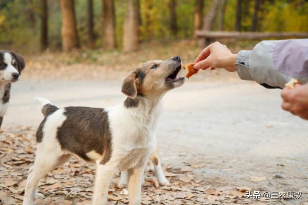 農村幾乎家家都喜歡養狗,農村養狗與城市養狗之間的區別在哪裡? 農村幾乎家家都喜歡養狗,農村養狗與城市養狗之間的區別在哪裡?