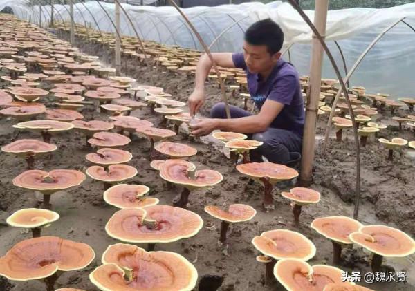陝西32歲小夥紮根秦嶺深山,種了10多年靈芝,25畝一年淨掙百萬 陝西32歲小夥紮根秦嶺深山,種了10多年靈芝,25畝一年淨掙百萬