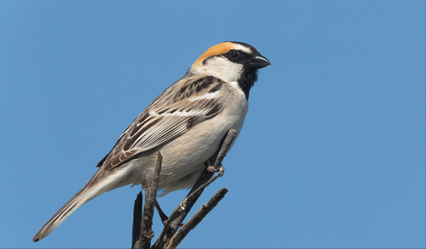 東江攬勝：天天相見不相識，國內五種常見麻雀你能分清嗎？