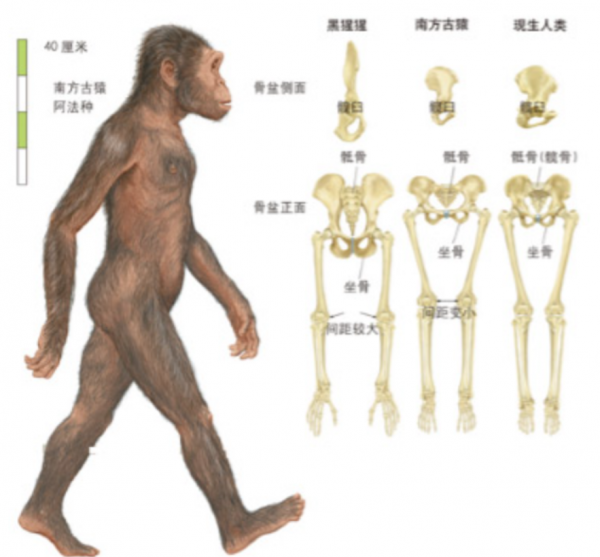 黃種人、白種人、黑種人之間，為何可以自由混血，沒有生殖隔離？