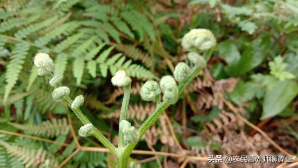農民當柴火燒的蕨菜，不知三大用途很實用，值得了解
