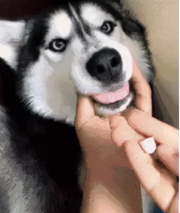 秋季來臨，鏟屎官應該這樣做