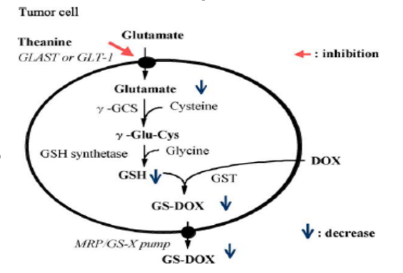 茶葉中的茶氨酸是什麼，它的保健功效：抗血壓、抗腫瘤、緩解抑鬱症、增強記憶力