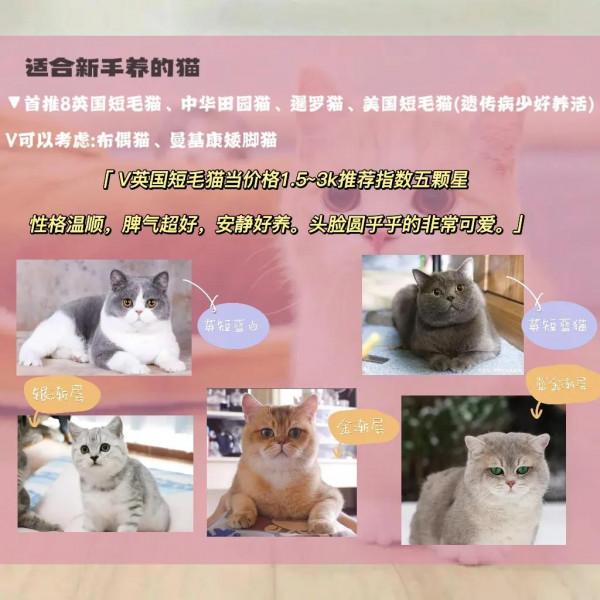 新手怎麼養貓之貓貓的種類