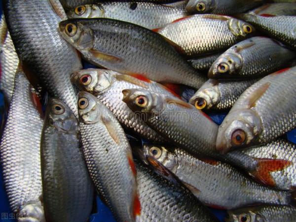 中國的“四大家魚”有哪些？為什麼沒有鯉魚？