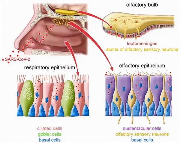 腦科學日報：我國學者發現敲除這個基因導致猴腦容量急劇丟失
