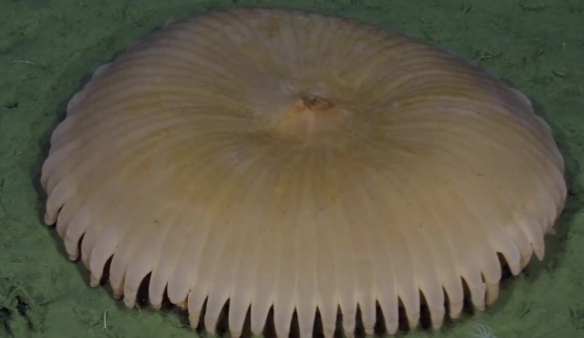 蒙特利灣水族館研究所2021年珍稀深海生物攝影盤點