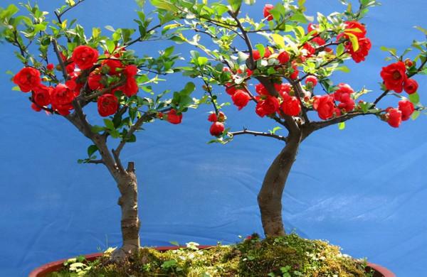 養海棠花,做好這幾點,花開“爆盆”,鄰居看了都羨慕不已 養海棠花,做好這幾點,花開“爆盆”,鄰居看了都羨慕不已