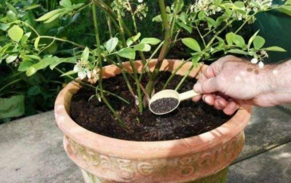 蘋果皮拿來養花,效果比肥料還好,花像打了雞血一樣瘋長 蘋果皮拿來養花,效果比肥料還好,花像打了雞血一樣瘋長