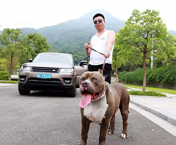 惡霸犬號稱犬界“愛馬仕”，價格為何這麼貴？它到底哪裡吸引人？