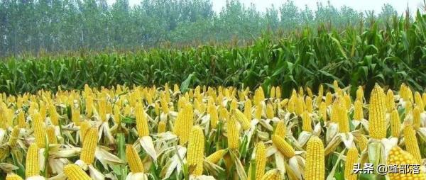 被很多人“列入”五穀的玉米，曾是80後的主要零食，曾有6大吃法