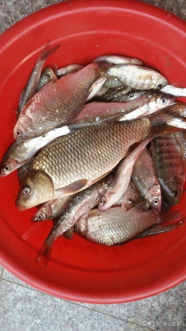 野釣搞遊擊，第一竿中魚，驚喜又刺激