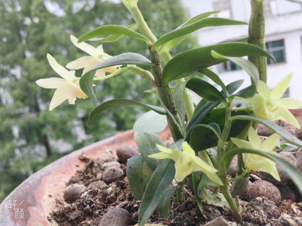 特養人的石斛花,家裡養一盆,滋陰潤肺效果好 特養人的石斛花,家裡養一盆,滋陰潤肺效果好