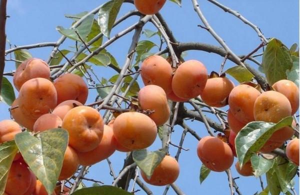 柿子提前變紅和脫落現象越來越嚴重，6大原因，7種預防措施