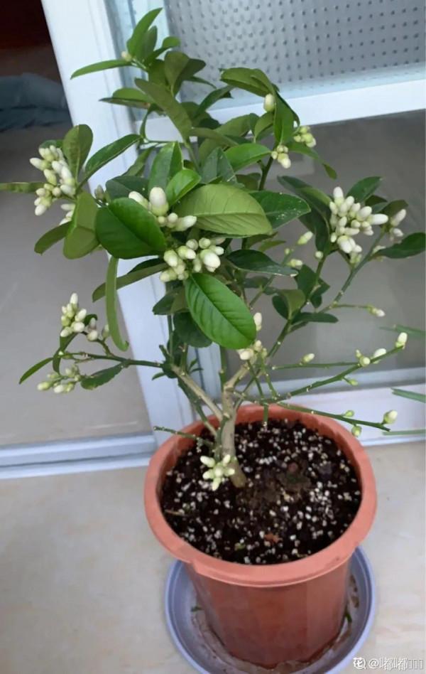 6種“觀果植物”，小果實掛滿枝頭，半年不落，喜慶又好看