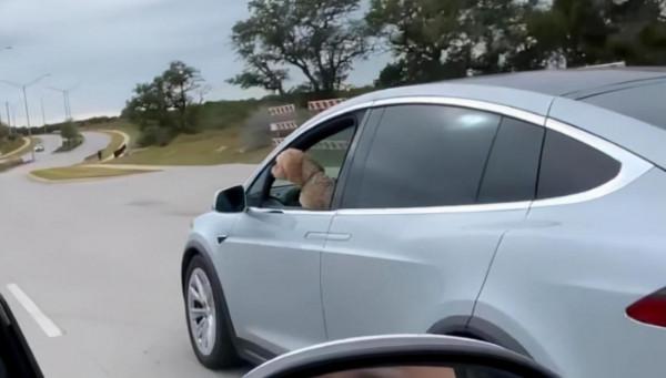 網上瘋傳影片：寵物狗“開著”特斯拉在美國高速路狂奔