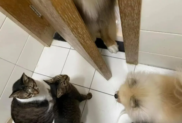 又心疼又好笑！德牧出任務追犯人，卻意外遭豪豬攻擊身中200刺