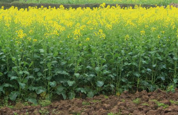 農村這8種蔬菜,也許你沒當回事,多吃老人小孩能補鈣,記得收藏 農村這8種蔬菜,也許你沒當回事,多吃老人小孩能補鈣,記得收藏