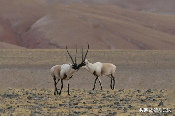 “去三江源國家公園見到野生動物的機率是100%”,他為何能自信承諾? “去三江源國家公園見到野生動物的機率是100%”,他為何能自信承諾?
