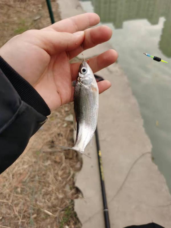 釣無定律，根據魚情調整了浮漂和餌料狀態，讓我收穫滿滿
