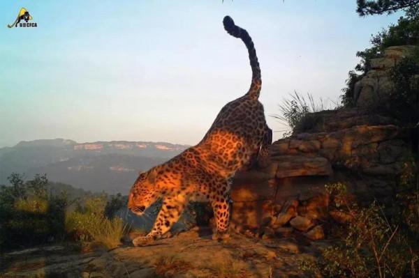 Qing聽丨北京物種多樣性調查：斑羚已到十三陵 華北豹何時回京？