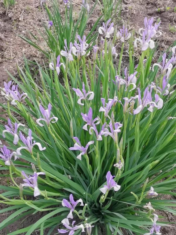 溼地盛開的燕子花