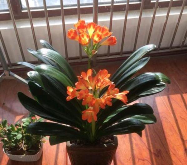 要養花，學會使用硫酸亞鐵，來看看使用方法吧